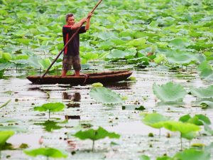 The lotus pond around the banks of West Lake